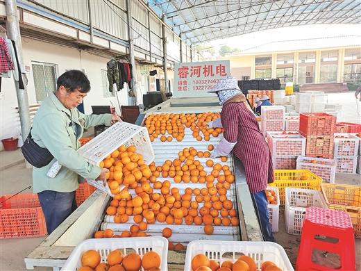 广西鹿寨喜收“黄金果”