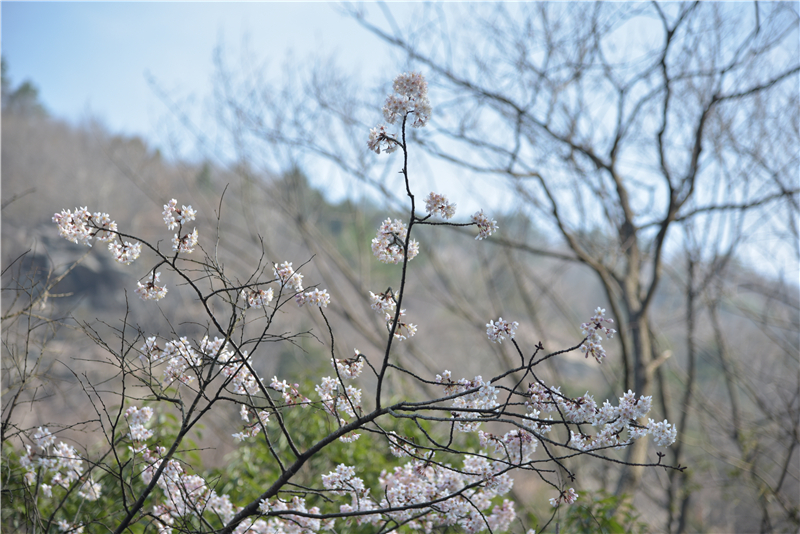 【湖北】麻城龟峰山景区野樱盛开（组图）