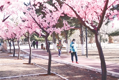 沈阳：“桃花园”健身游