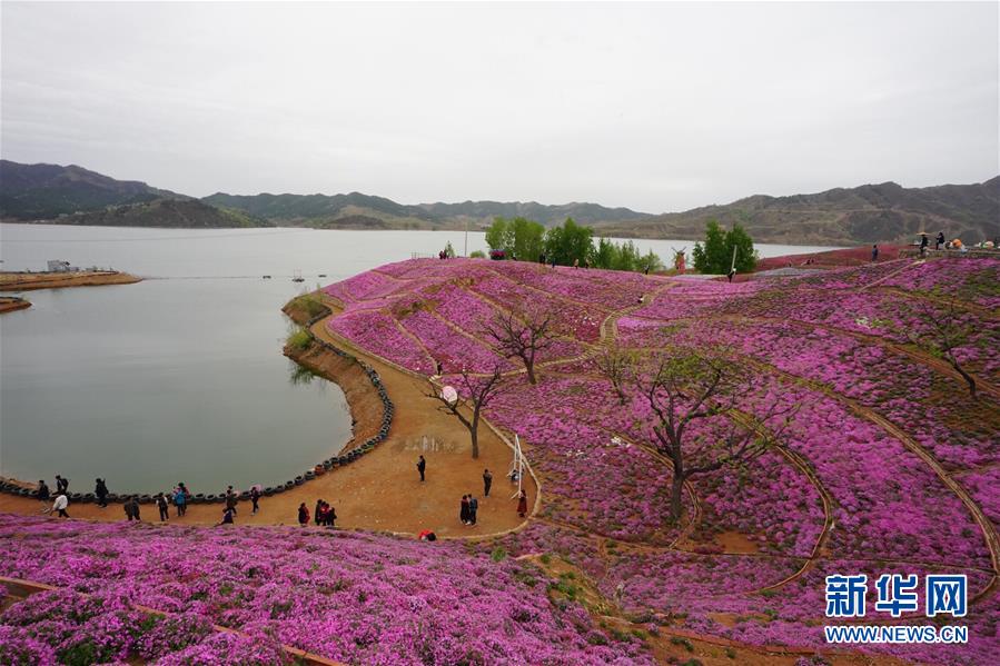 河北迁西：花海醉游人