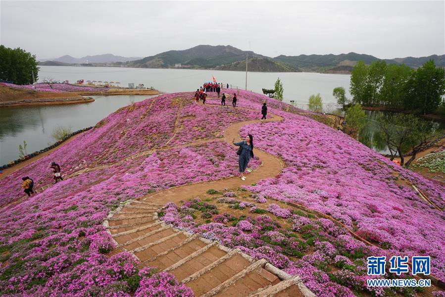 河北迁西：花海醉游人