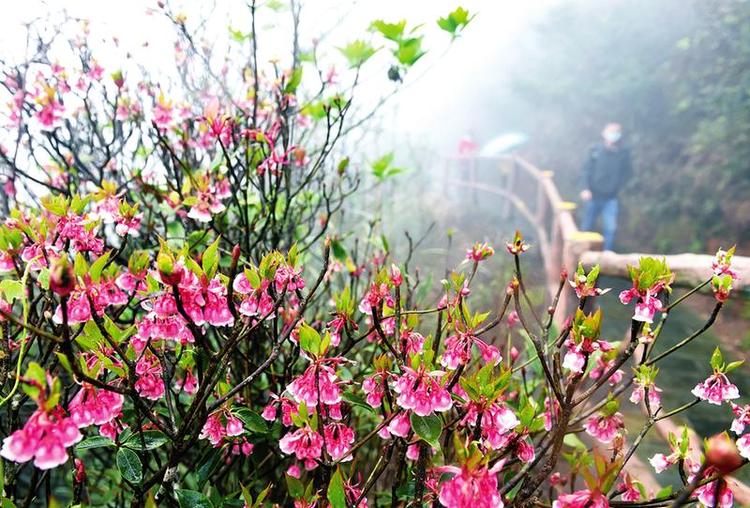 南宁灯笼花开大明山 旅游踏青不扎堆