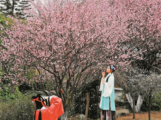 广西：万花丛中品年味 赏花攻略请收好