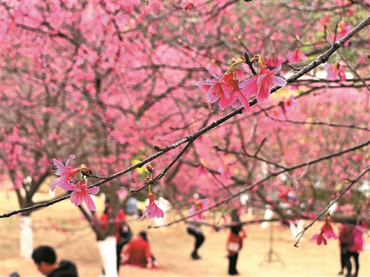 广西：万花丛中品年味 赏花攻略请收好