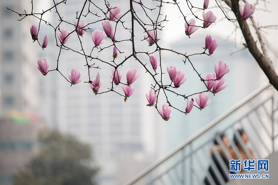 重庆：春色正浓 又到山城赏花时