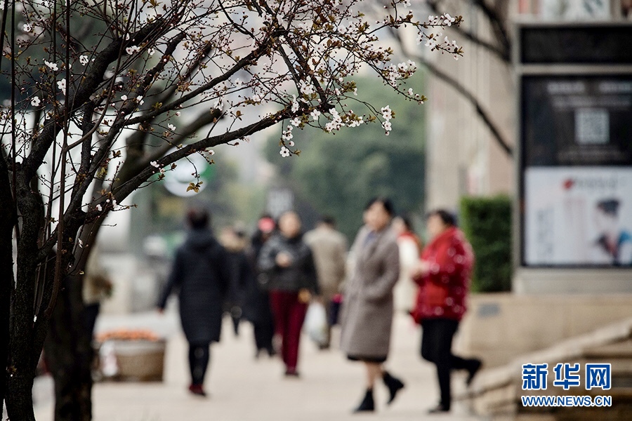 重庆：春色正浓 又到山城赏花时