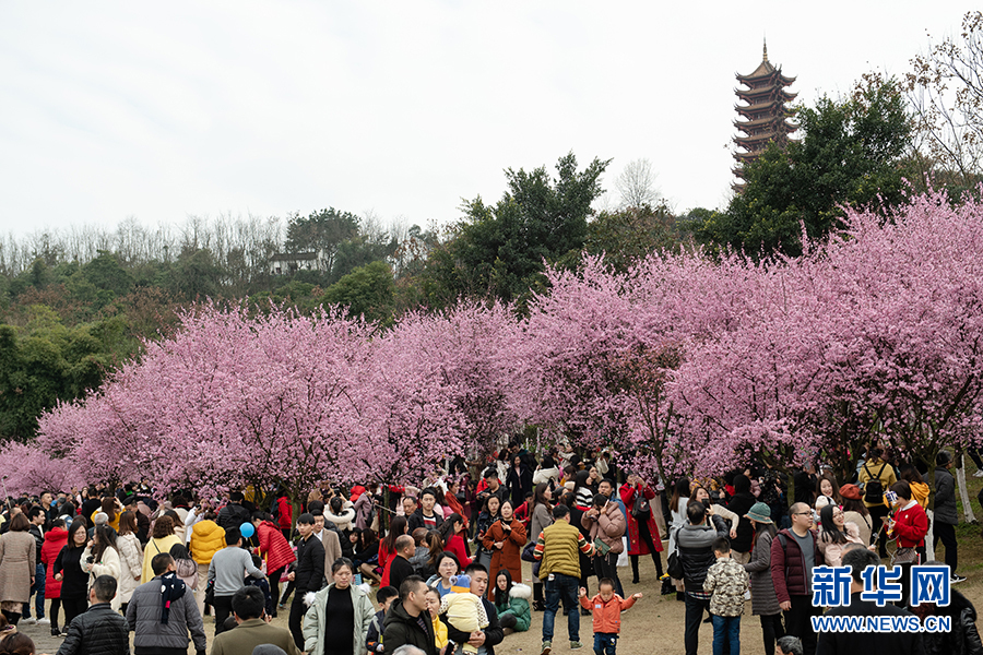 重庆：春色正浓 又到山城赏花时