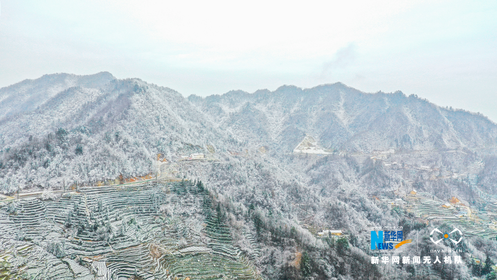 湖北宜昌：雪后茶乡分外美