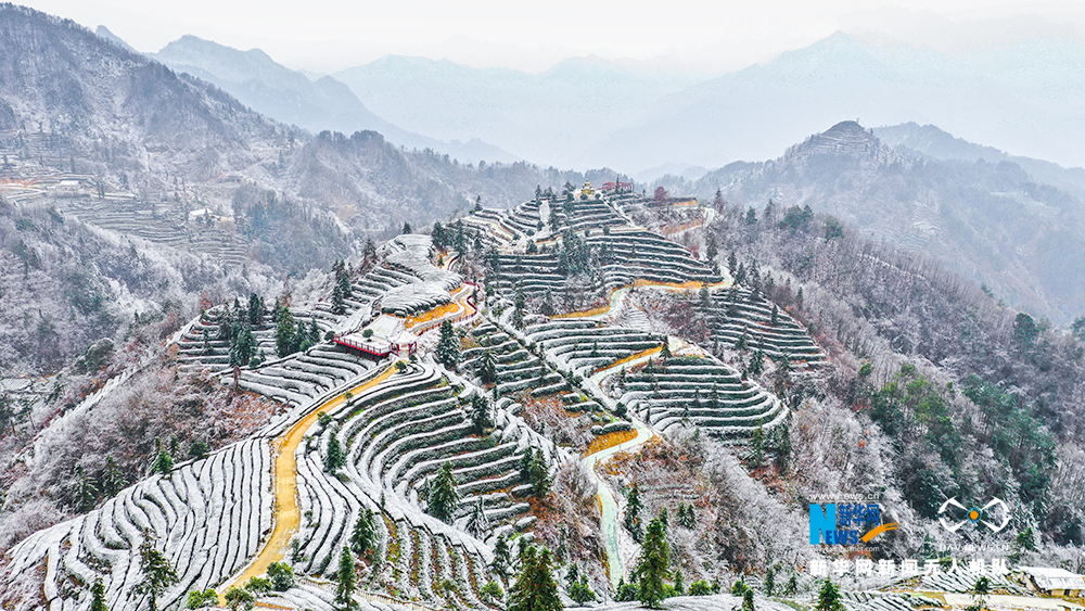 湖北宜昌：雪后茶乡分外美