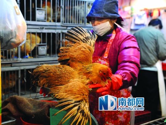 [香港]尊重市民习惯港府没一刀切活鸡