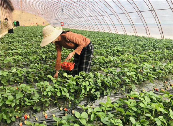 延安市宝塔区冯庄乡：果蔬乡里生产忙 产业加速奔小康