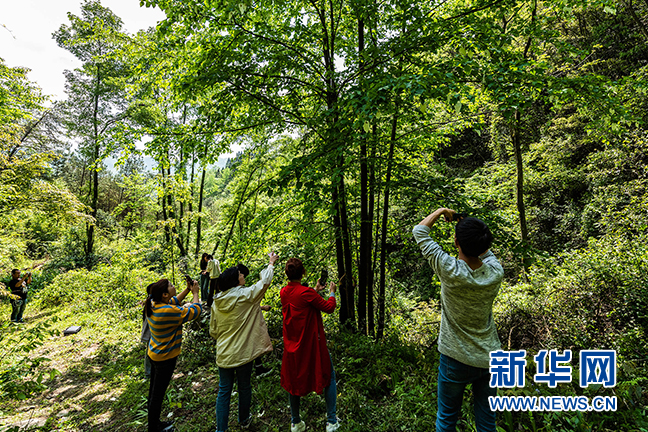 湖北秭归：珙桐花开 白鸽飞舞