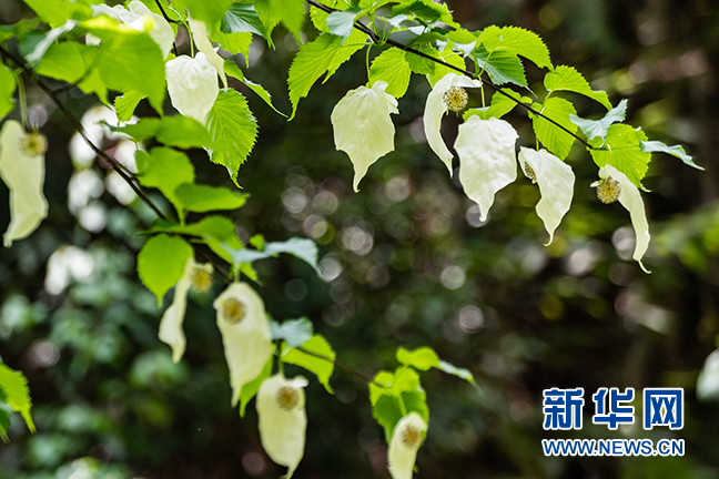 湖北秭归：珙桐花开 白鸽飞舞