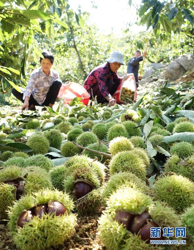 山东枣庄：初秋收获忙