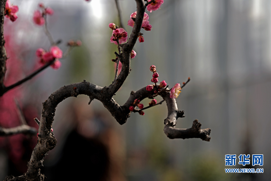 “绿满商都 花绘郑州”系列花展迎新春