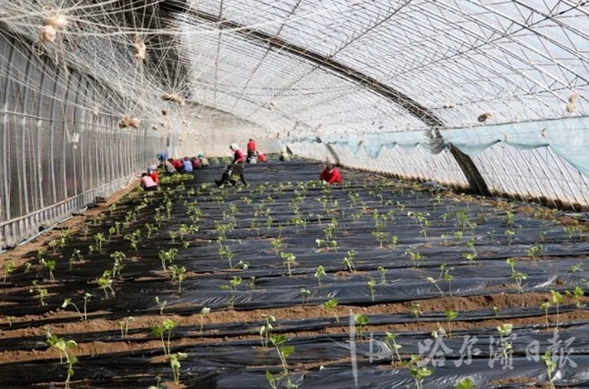 头茬豆角种上了  哈尔滨​双城蔬菜大棚，应季蔬菜无公害种植