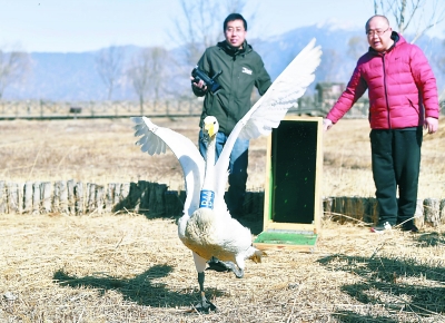 北京：为了这场特殊的“春运” 让候鸟平安回家