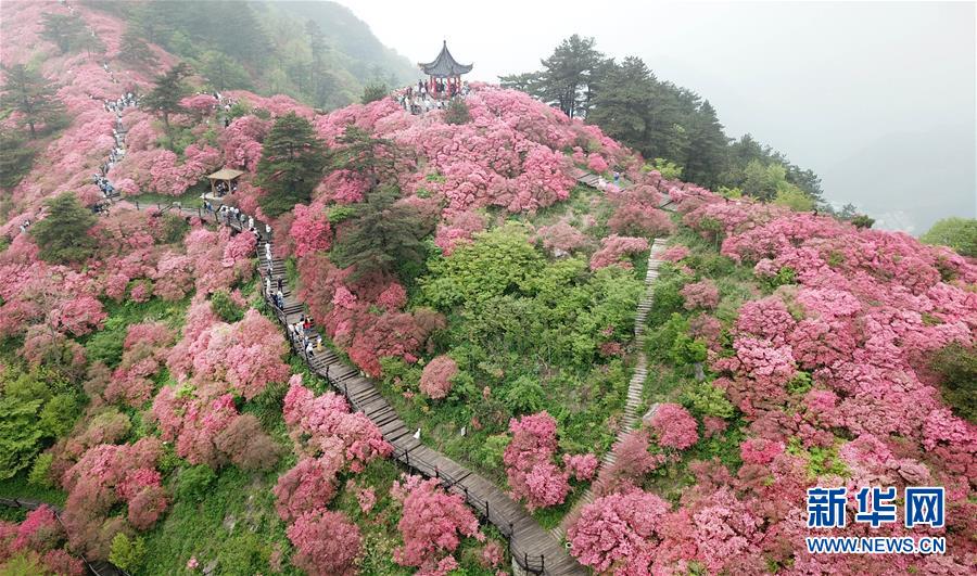 湖北麻城：杜鹃花海引客来