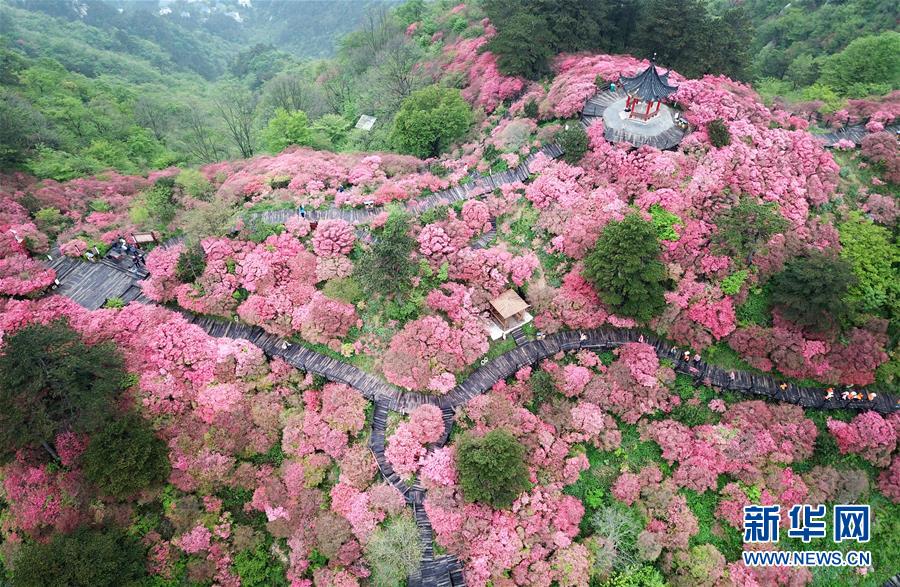 湖北麻城：杜鹃花海引客来