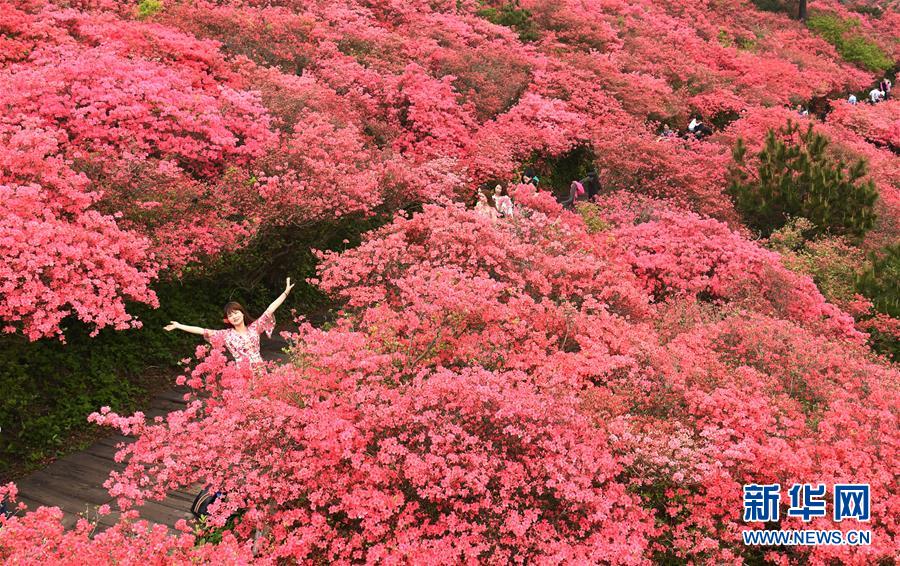 湖北麻城：杜鹃花海引客来