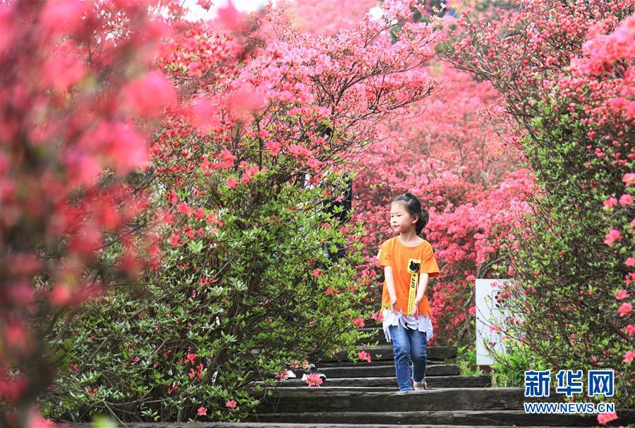 湖北麻城：杜鹃花海引客来