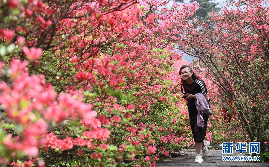 湖北麻城：杜鹃花海引客来