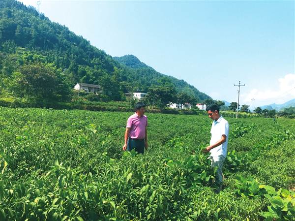 【食在重庆 标题 摘要】问调味品“前景” 还看原料