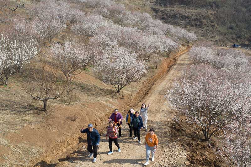 湖北襄阳：樱桃花开春意浓