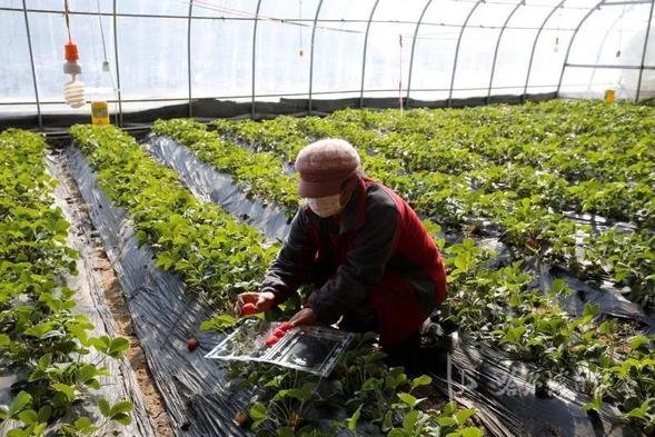 授粉靠蜜蜂，全用农家肥！哈尔滨双城首批草莓上市了