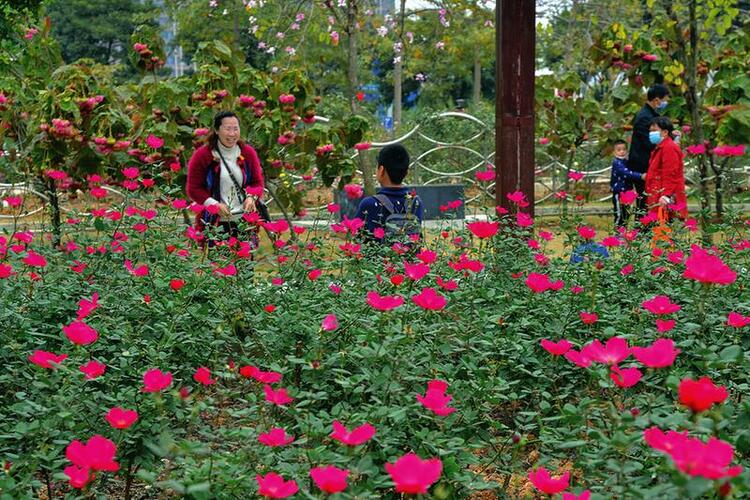 繁花似锦春意闹