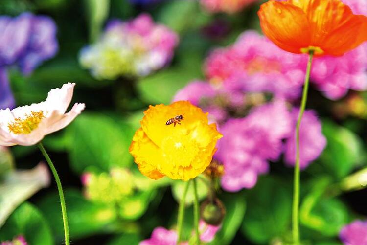 繁花似锦春意闹