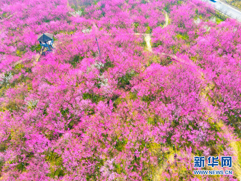 梅花绽放喜迎春