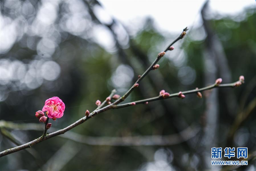 浙江杭州：寒梅凌冬次第开