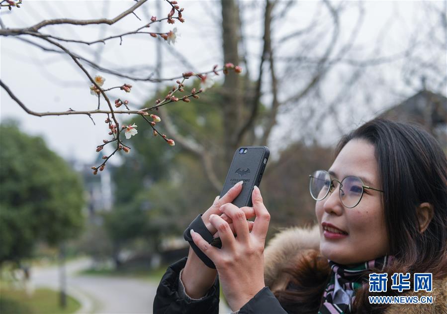 浙江杭州：寒梅凌冬次第开