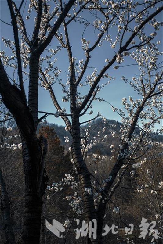 随州大洪山野樱花提前绽放