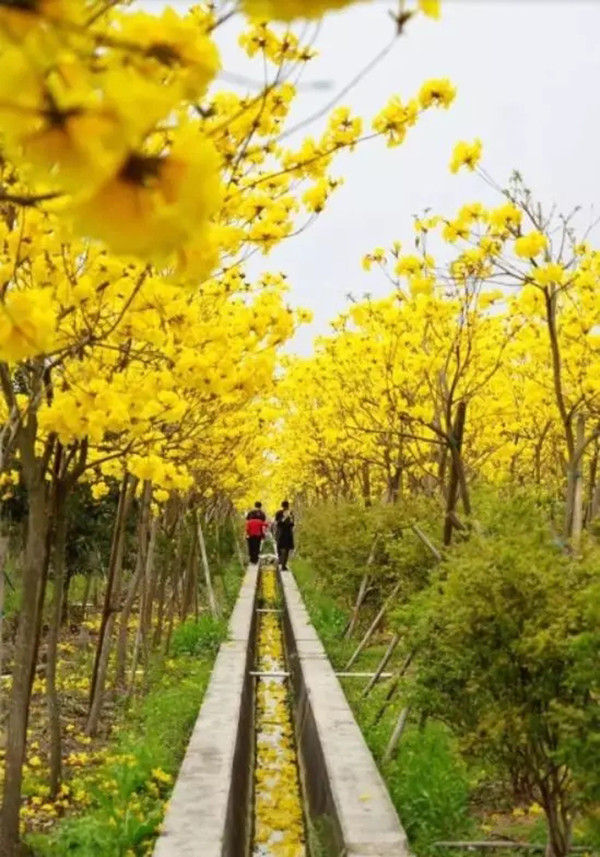 春暖花开的三月广州美景