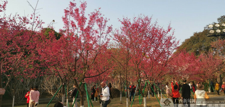 南溪樱花开 游客纷纷踏青来