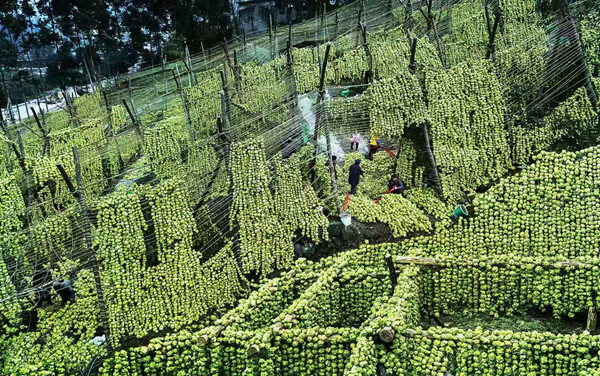 重庆涪陵：展地方特色风采 显广阔发展前景_fororder_涪陵榨菜田3_副本