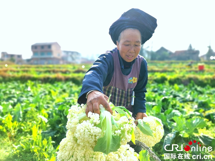 贵州贞丰：菜农采收蔬菜供应市场