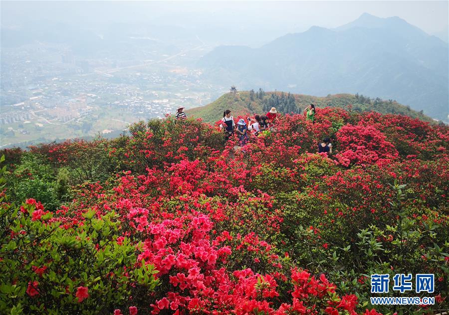 贵州丹寨：岭上开遍映山红