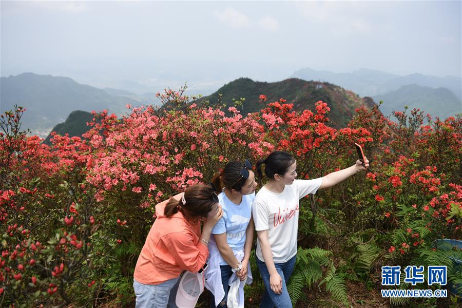 贵州丹寨：岭上开遍映山红