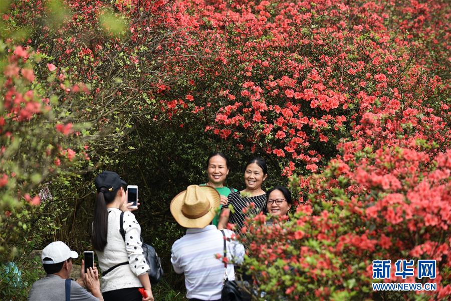 贵州丹寨：岭上开遍映山红