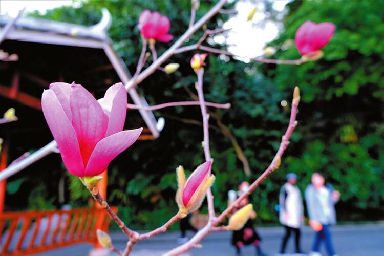 繁花美似锦 春色正迷人