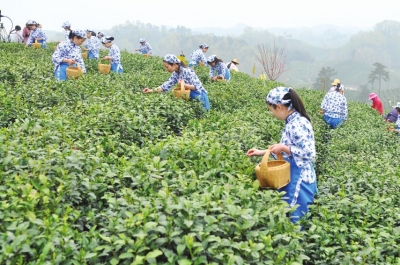 【旅游资讯-文字列表】锦绣茶乡满庭芳第27届信阳茶文化节即将开幕