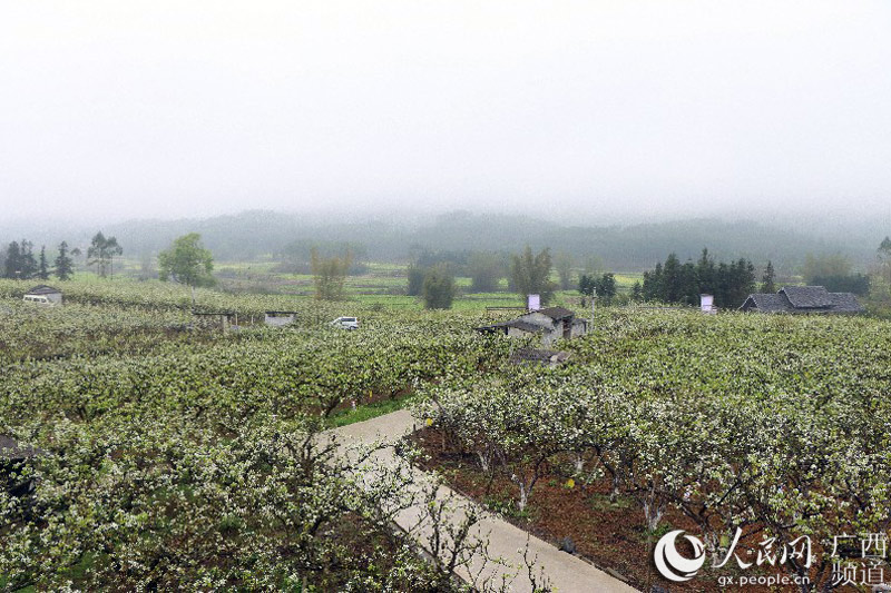 柳州柳江区：万亩梨花竞相盛放