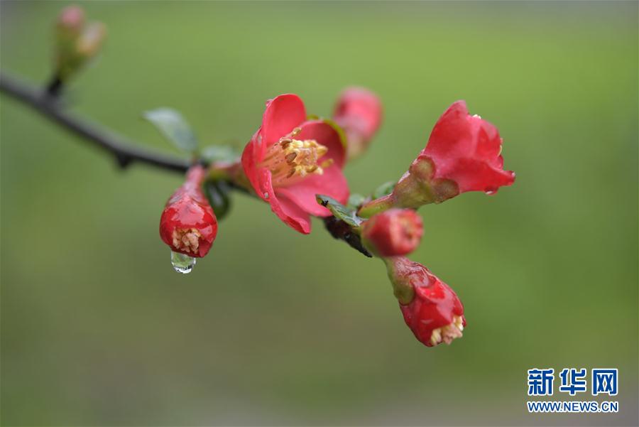 湖北省宣恩县：雨润花争艳