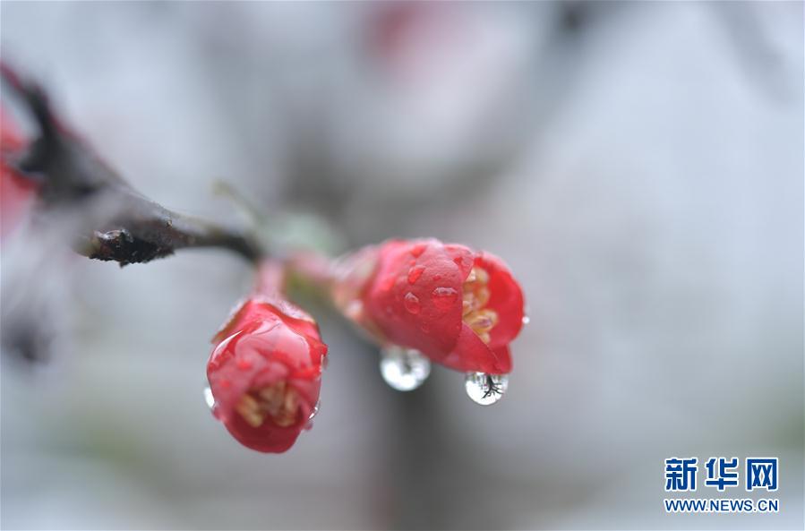 湖北省宣恩县：雨润花争艳