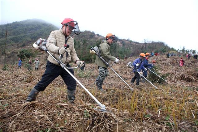 湖北2019年精准灭荒造林任务已完成六成