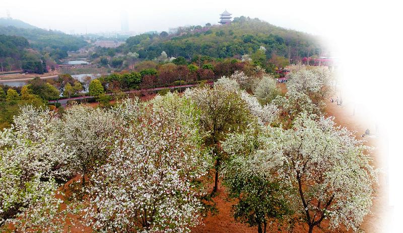 着汉服赏茶花 学作版画喜迎春 广西各地筹划多彩“新春套餐” 让你在家门口感受“诗和远方”