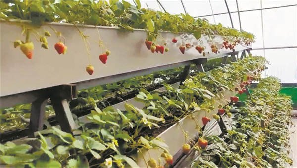 地产温室草莓春节上市 通河县桦树村发展特色种植走上增收致富路